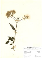 藏品(臺灣澤蘭)的圖片